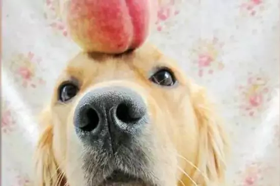 犬は桃を食べてもいいのでしょうか？ 犬に良いとされる桃の物質とは？