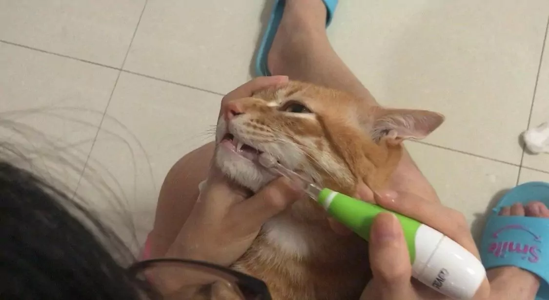 猫の歯磨きはどうすればいい？