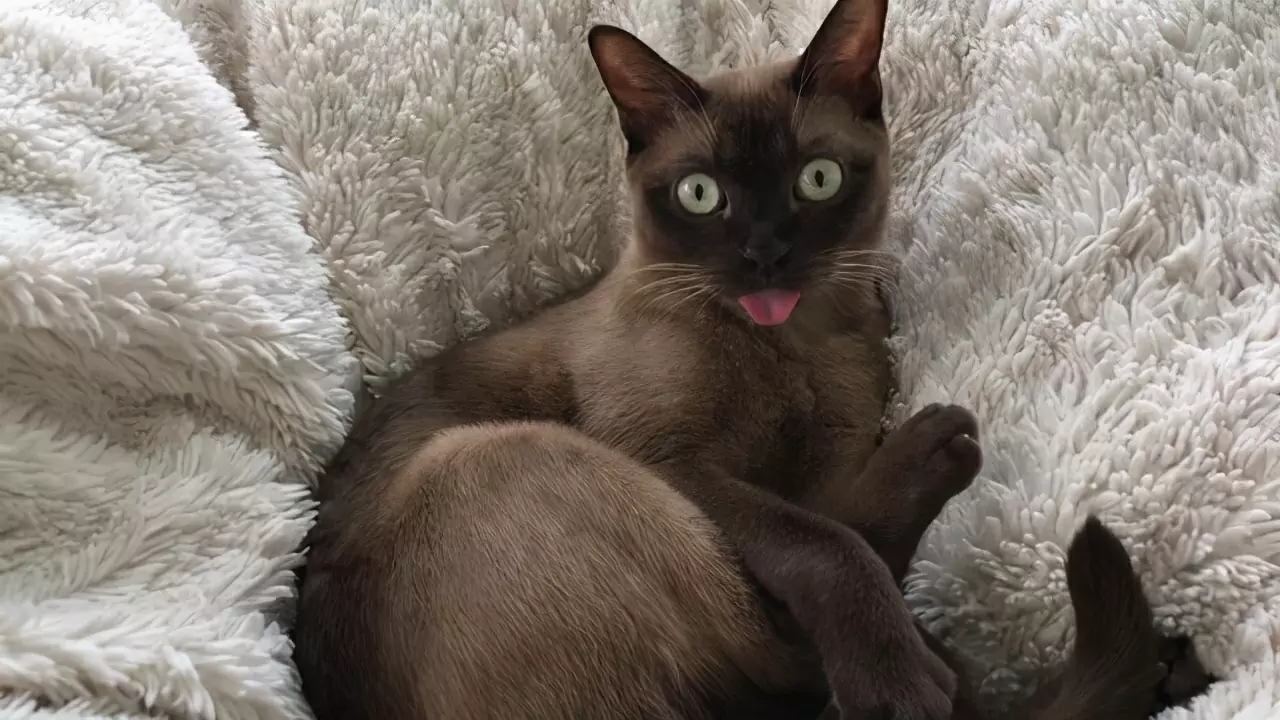 なぜ猫は舌を出すのか？