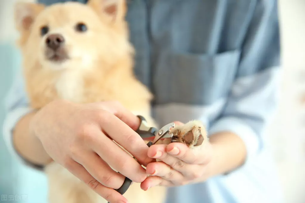 犬の爪の切り方とは？ 犬の爪が伸びすぎていると、どんな危険があるのでしょうか。