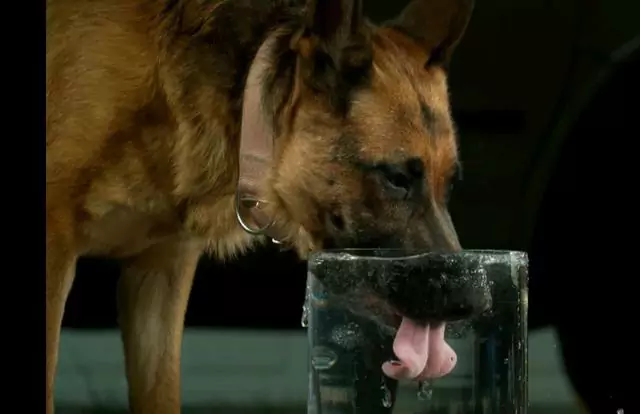 なぜうちの犬は水をたくさん飲むのでしょうか？ 犬が水を飲み過ぎるとどう思われますか？