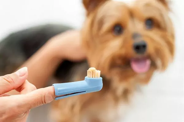 犬の歯磨きはどうすればいいの？