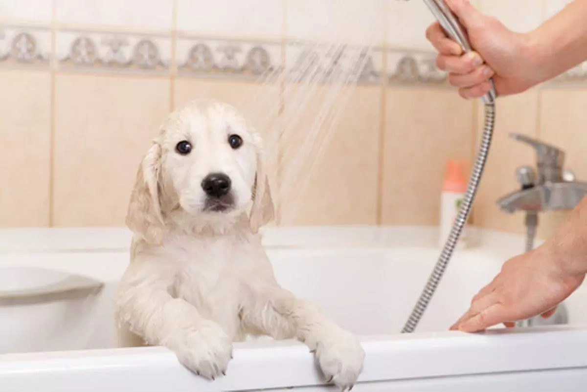 愛犬をお風呂に入れる頻度はどのくらいですか？