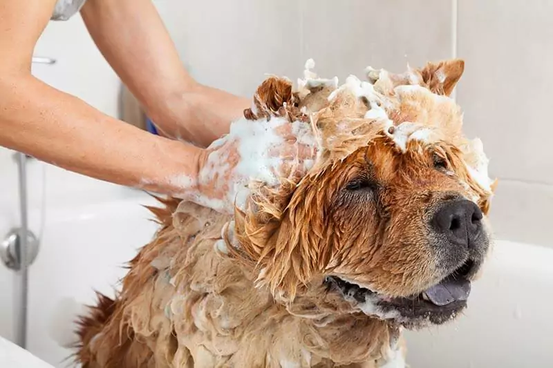 犬を洗う頻度はどれくらいがいい？ 犬をお風呂に入れることについて、何か言わなければならないことがあるでしょうか。