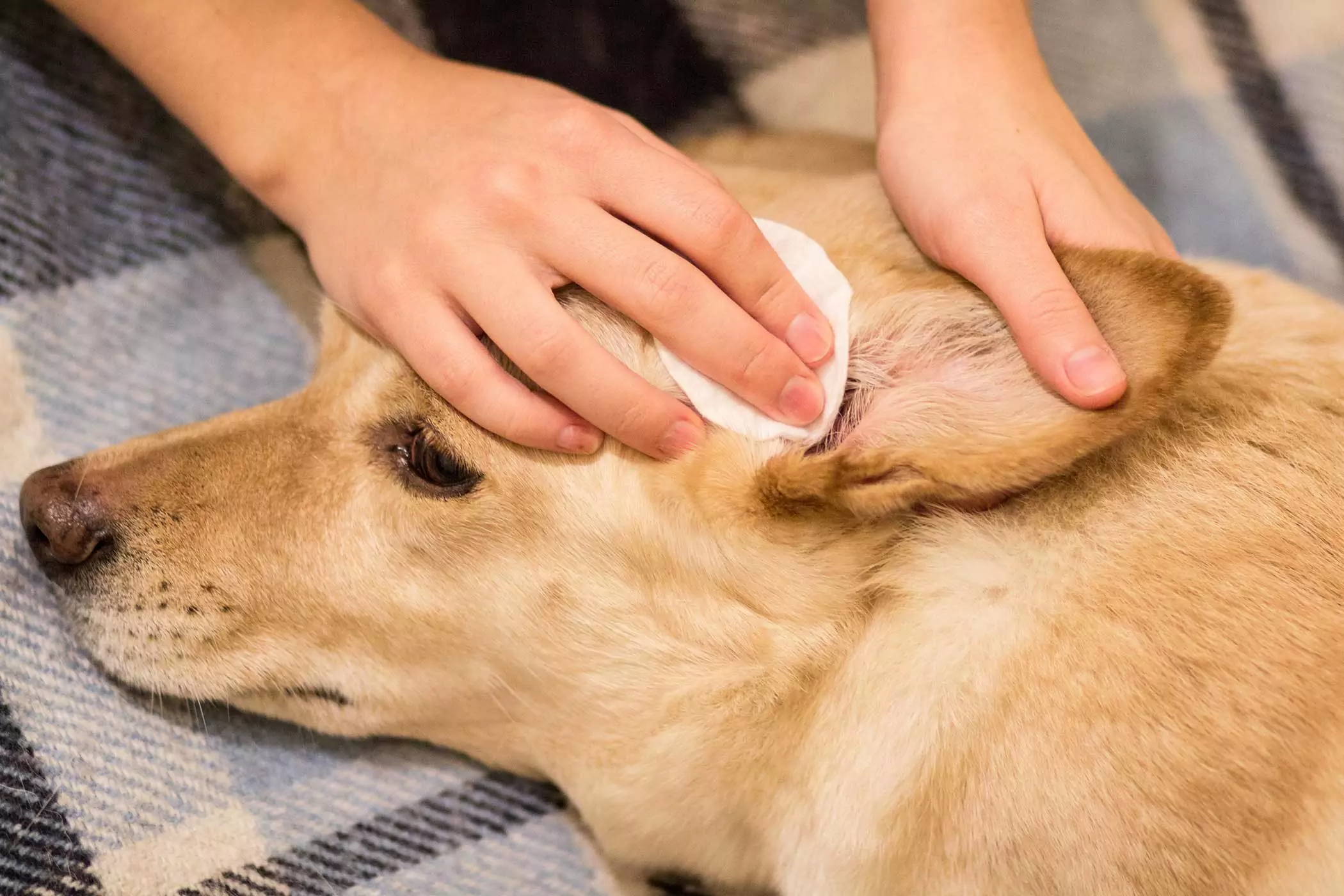 愛犬の耳掃除はどうすればいいの？ では、犬の外耳道を正しく掃除するにはどうしたらいいのでしょうか。