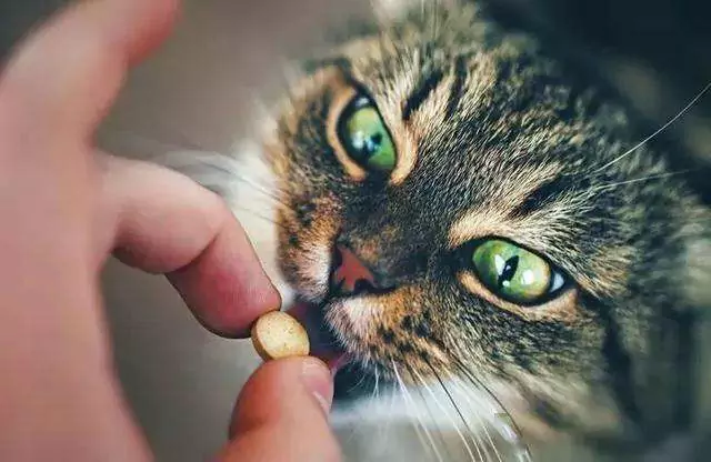 猫に薬を飲ませる方法とは？ 猫への簡単な薬の飲ませ方