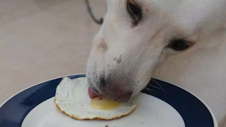 犬はスクランブルエッグを食べることができるのか？ 犬はスクランブルエッグを食べることができるのか？