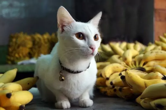 猫はバナナを食べてもいいの？ バナナに含まれるビタミン類
