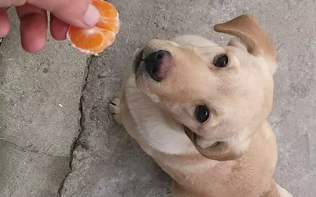 犬はみかんを食べられるの？ 犬にオレンジを食べさせるとどんな効果があるのでしょうか？