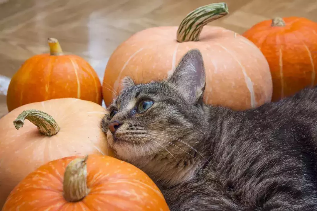 猫はかぼちゃを食べることができる？ かぼちゃが猫にもたらす効果