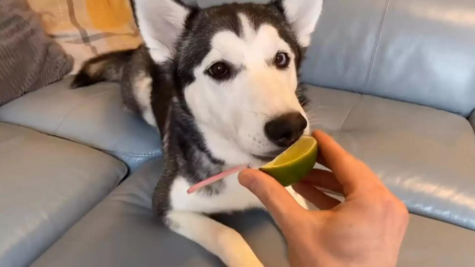 犬はレモンを食べてもいいの？ 犬がもっと食べてはいけない果物