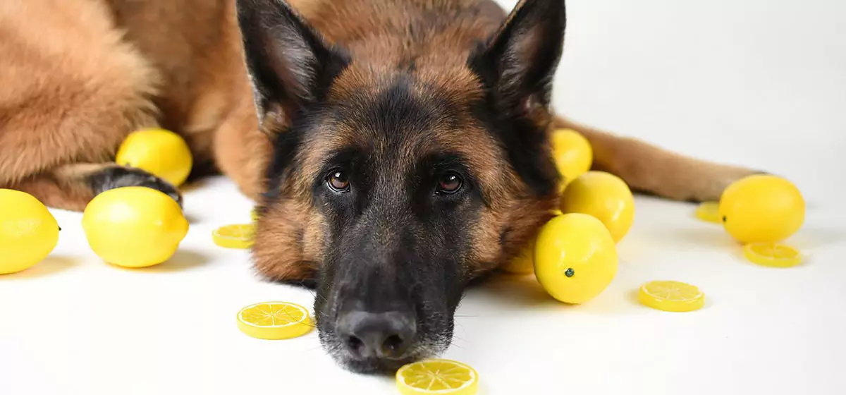 犬はレモンを食べることができる？ 犬はレモンを食べられない