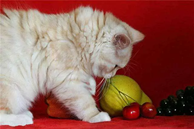 猫はぶどうを食べれるの？ なぜ猫はぶどうを食べられないの？