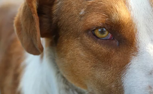 うちの犬の目が赤いのはなぜ？