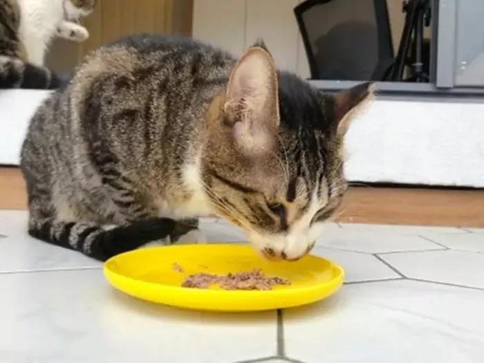 猫は豚肉を食べることができますか？ ペットの猫に豚肉を食べさせるのは適しているのか、いないのか？