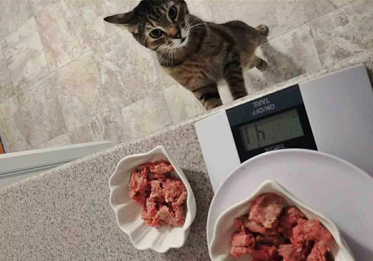 猫は生肉を食べることができますか？