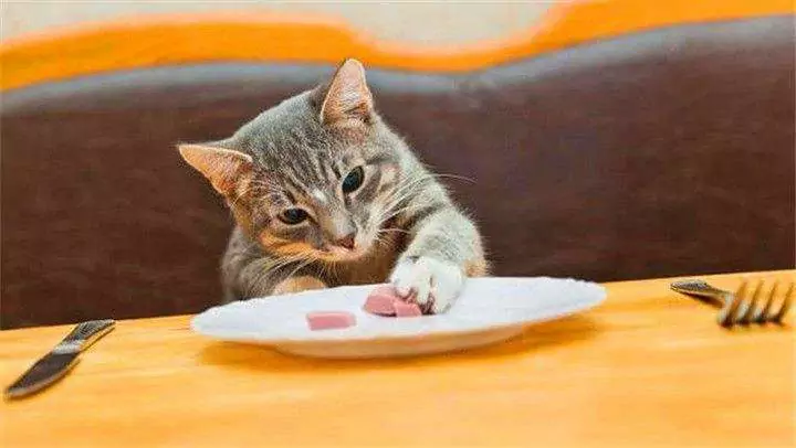 子猫は何を食べたらいいの？ 成猫の毎日の食事ガイド