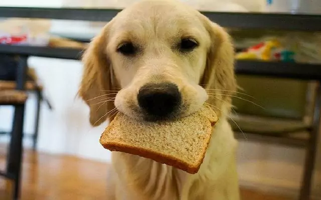 犬はパンを食べてもいいの？ 犬に考えられるパンの危険性