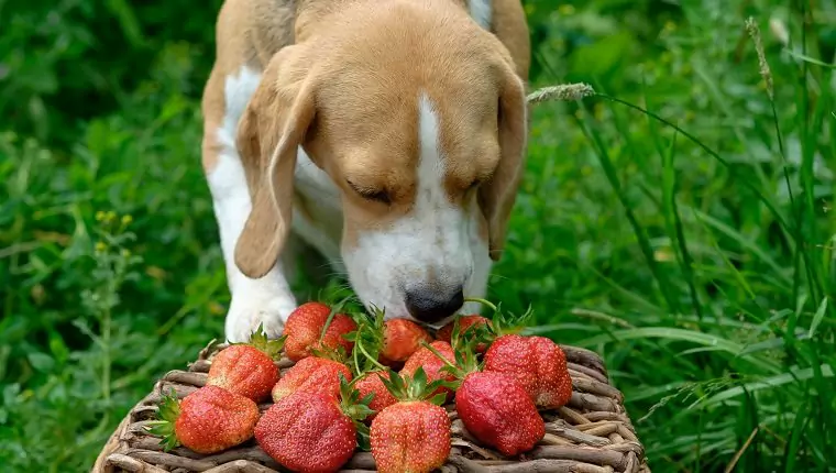 犬にイチゴはいいのか？ 犬にとってイチゴはどんな効果があるのでしょうか？ 子犬はいちごを食べてもいいの？