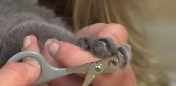 猫の爪の切り方とは？猫の後ろ足の爪の機能とは