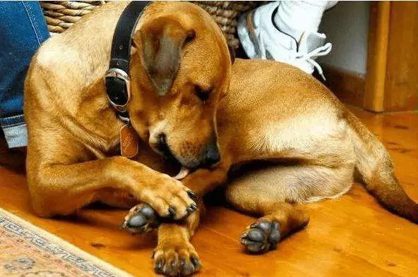 うちの犬はなぜ前足を舐めるの？ 最近、愛犬がいつも前足を舐めているのですが、どうしたのでしょうか？