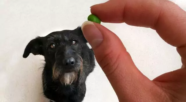 犬はインゲン豆を食べられますか？ 犬にインゲン豆を与える際の注意点