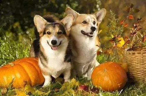 犬はかぼちゃの種を食べれるの？ 犬にとってのかぼちゃのメリット・デメリットを紹介