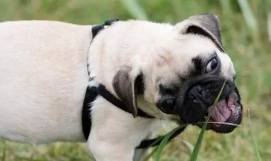 犬が草を食べてもいいのでしょうか？