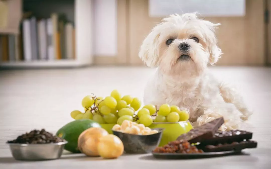 なぜ犬はぶどうを食べられないの？ 犬はぶどうを食べることができるのか、できないのか？
