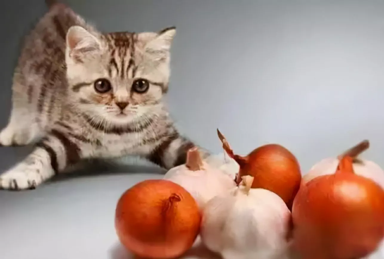 猫はニンニクを食べることができる？ なぜ猫は玉ねぎやニンニクを食べられないの？