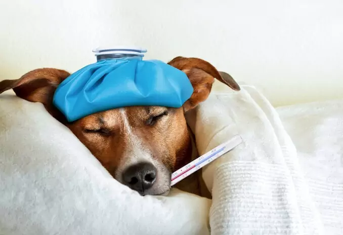 犬が熱を出したらどう見分ける？ 犬の発熱の原因