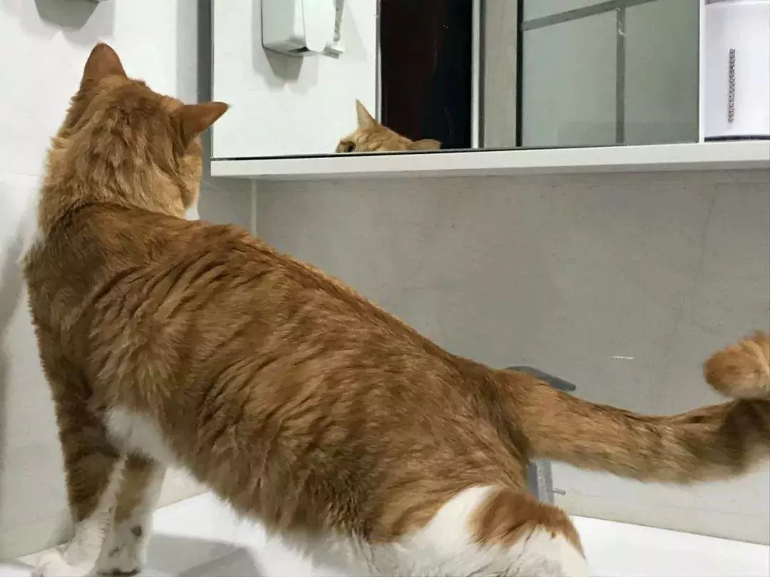なぜうちの猫はトイレまでついてくるのか？