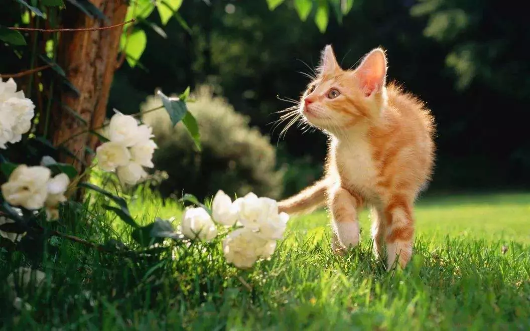 猫にバラは毒ですか？ 猫がバラにアレルギーを起こすことはありますか