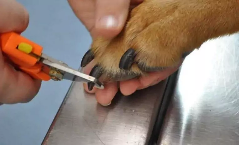 愛犬の爪切りはどのくらいの頻度で行えばよいのでしょうか？