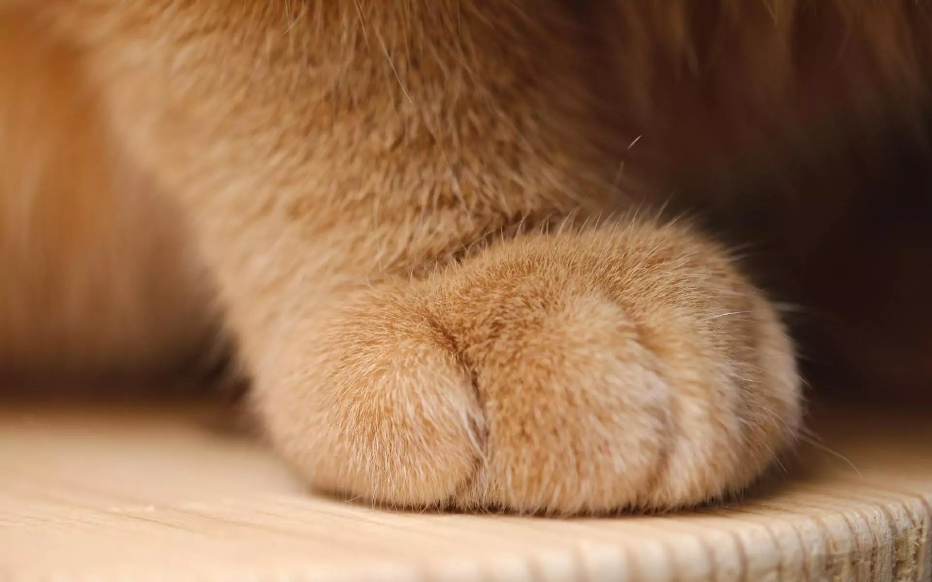 猫の足の指は何本ある？