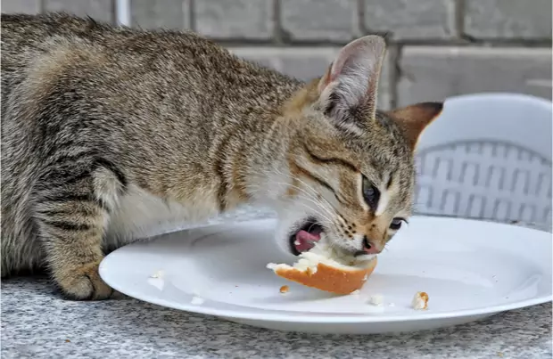 猫はパンを食べることができる？ なぜ猫はパンが好きなのか？