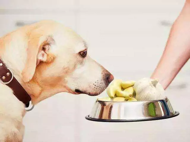 犬はニンニクを食べてもいいの？ 犬がニンニクを食べるとどんな症状が出るのか