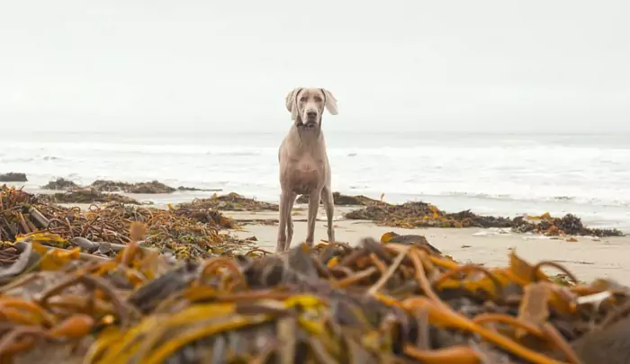 犬は海藻を食べられますか？ 昆布と海藻はどう違うの？