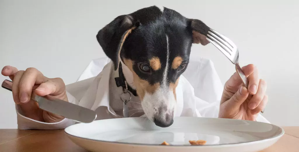 犬はジャガイモを食べることができる？ 犬にとってのポテトの効果とは？ 犬はマッシュポテトを食べることができますか？