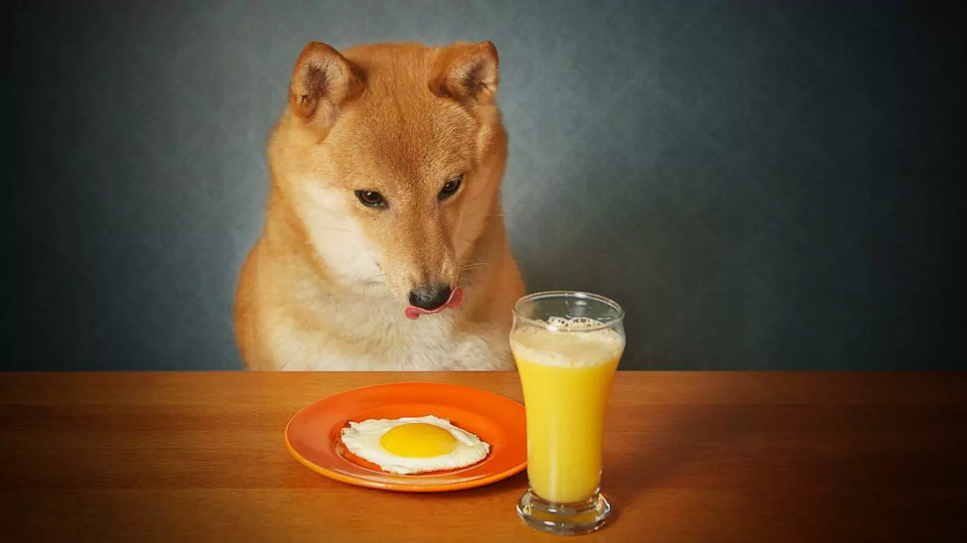 犬はオレンジジュースを飲めるのか？