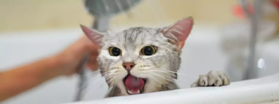 なぜ猫は水が嫌いなのか？