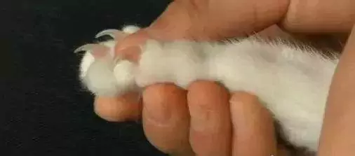猫の爪の手入れはどうすればいい？ 猫の足裏の毛は剃る必要があるのか