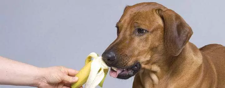 犬はバナナを食べてもいいの？ 犬にとってバナナはどんな効果があるのか