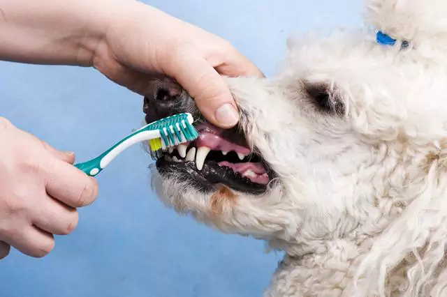 愛犬の歯磨きはどのくらいの頻度で行えばよいのでしょうか？