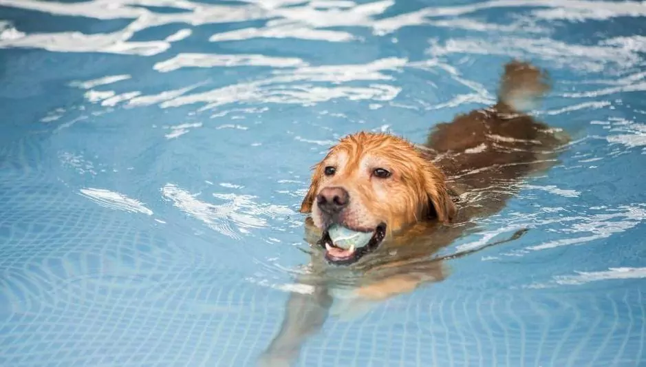 すべての犬は泳ぎ方を知っているのか？