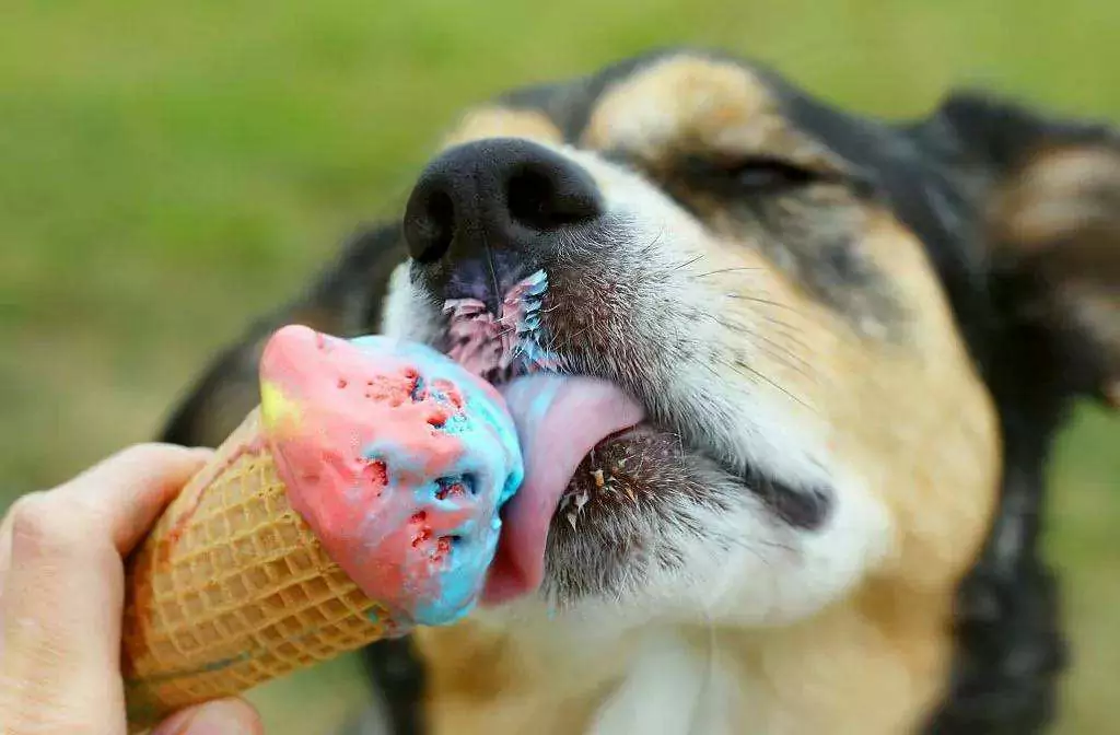 犬はアイスクリームを食べてもいいの？犬に起こりうるアイスクリームの健康被害について