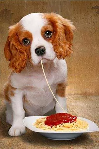 犬はスパゲッティを食べられるの？ 犬がスパゲッティを長期間食べるとどんな弊害があるのか