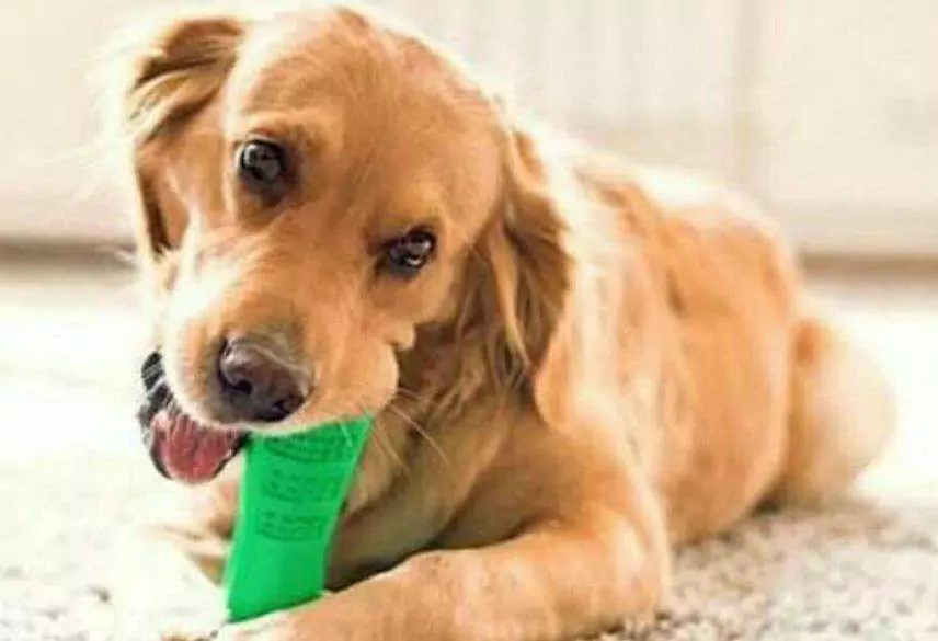 犬の口の中を自宅できれいにする方法とは？犬の口の臭いを消すコツ