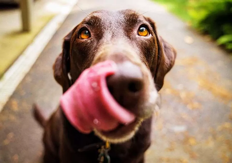犬はパパイヤを食べてもいいのでしょうか？ パパイヤが犬にとって安全かどうかについては、いくつかの考慮点があります。