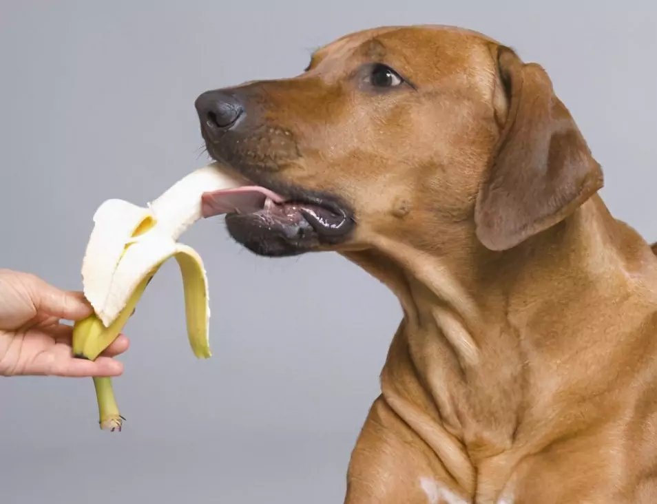 犬が食べてもいい果物とは？ 犬に果物を与えるメリット・デメリットと注意点